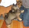 filou (2)